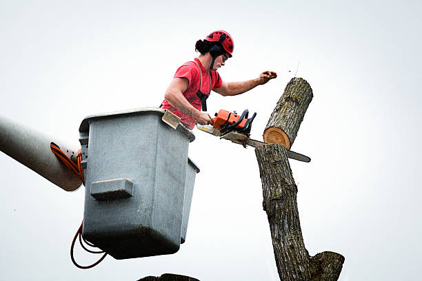 Best Tree Risk Assessment  in Strafford, MO